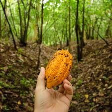 Forest-First Sourcing